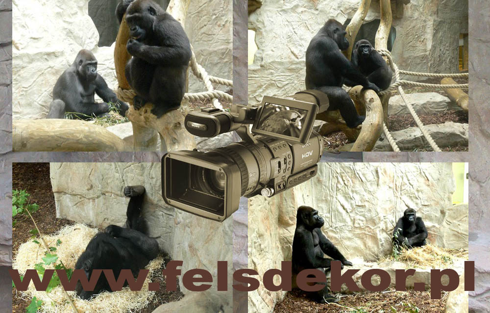 picture/film_zoo_warszawa_ goryle_malpiarnia_sztuczne_skaly_felsdekor_15_po.jpg